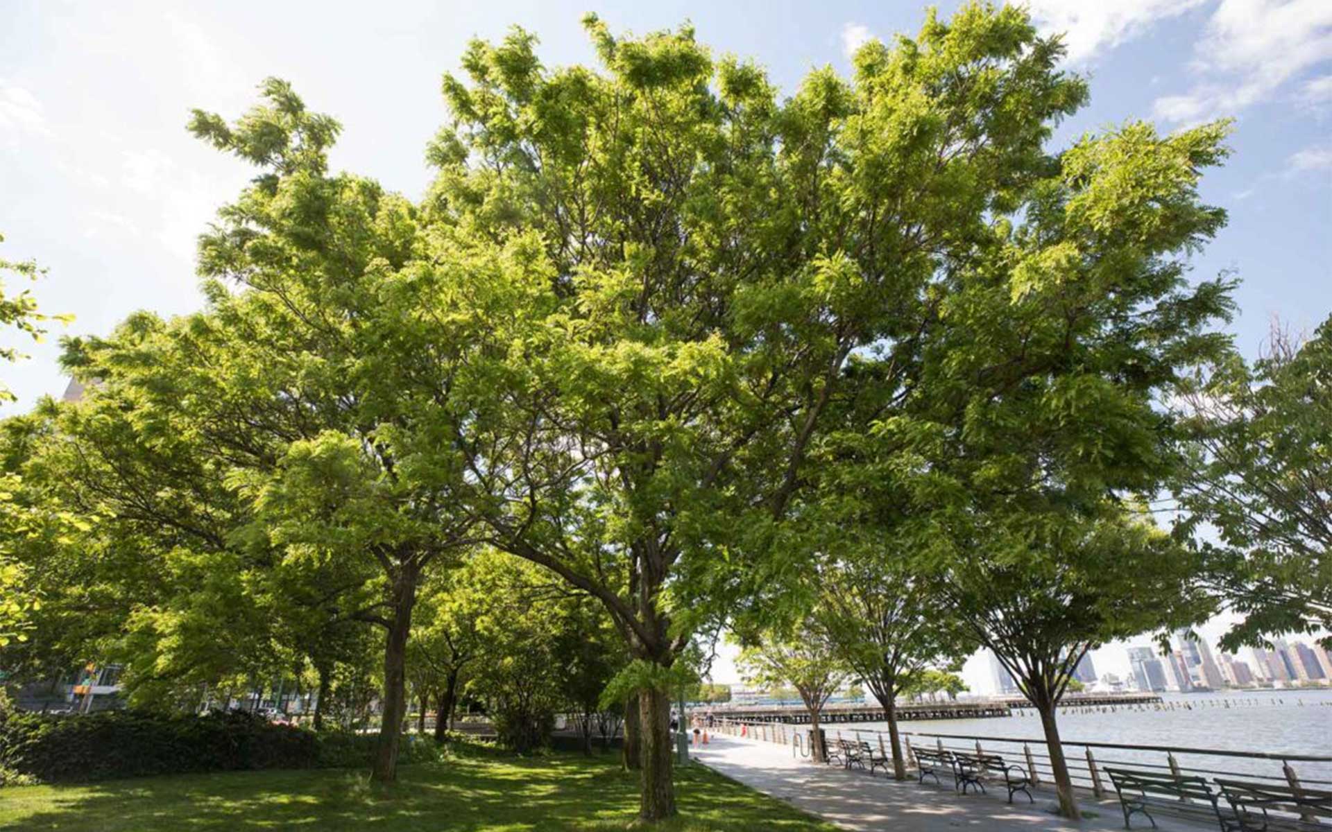 LPC-HRPK-greenery-1
